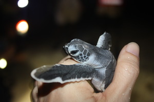 Green turtle hatchling on Raine Island