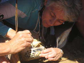 Dr. Ariel checks a sea turtle for parasites