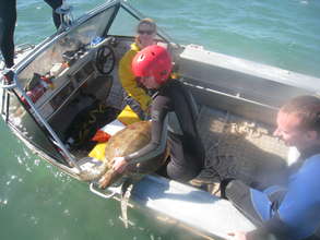 Sea turtle research