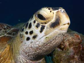 Save sea turtles on the Great Barrier Reef