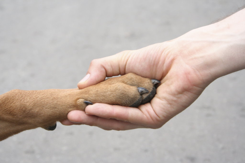 shake a paw puppy mill reports on puppy mills puppy cruelty closed caign globalgiving shake a paw puppy mill reports on puppy mills puppy cruelty closed caign globalgiving
