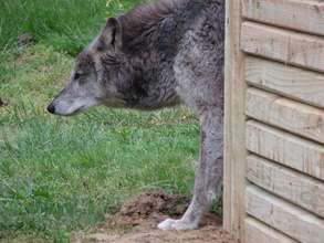 A bit of canine humor - The Christening!