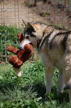 River with moose stuffie