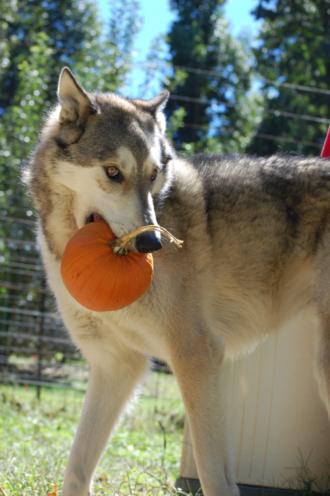 Habitats for Howlers