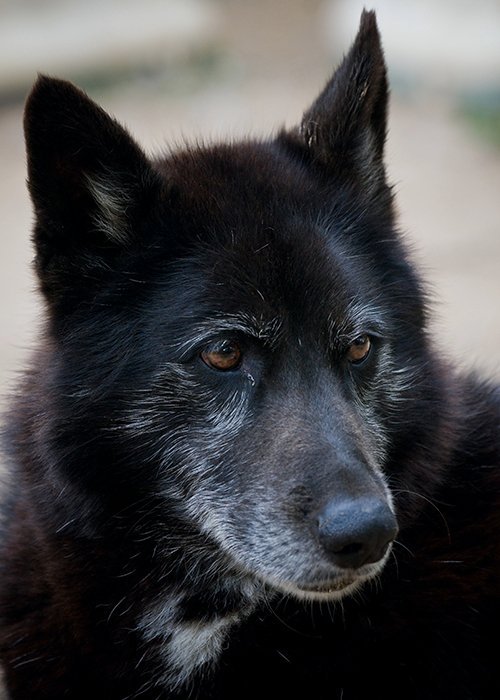 Habitats for Howlers