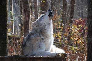 Habitats for Howlers
