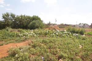 New Land - Photo #3