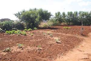 A New Community Garden - Photo #4