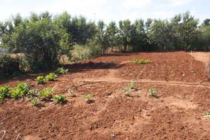A New Community Garden - Photo #5