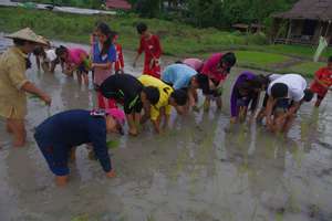 Planting Rice at Living Land Farm