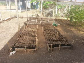 Preparation of reforestation plots. PCW.