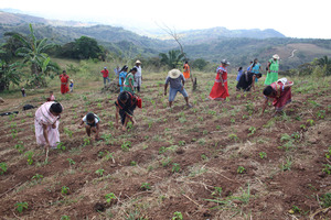 Agroforestry work in communities
