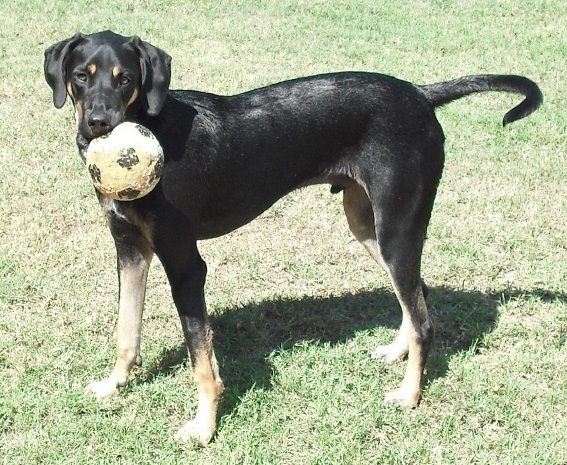 Las Lomas K9 Rescue - General Operating Expenses
