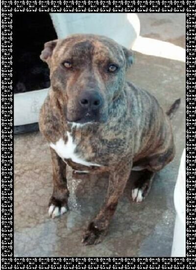 Las Lomas K9 Rescue - General Operating Expenses