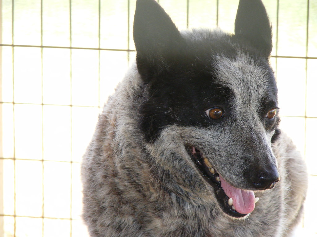 Las Lomas K9 Rescue - General Operating Expenses