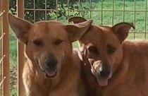 Las Lomas K9 Rescue - General Operating Expenses