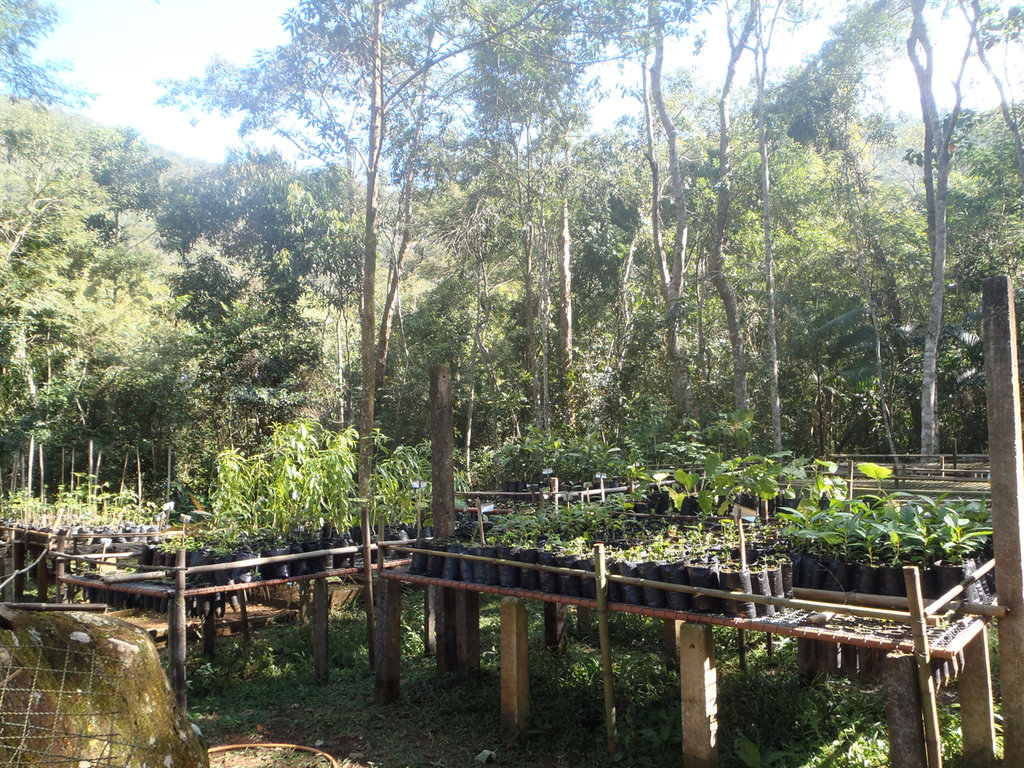 Plant 1000 seedlings in the Brazilian rainforest