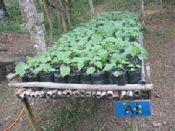 Plant 1000 seedlings in the Brazilian rainforest