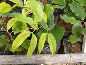 seedlings flourishing