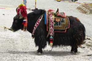 Yaks became central to our fellow's business plan