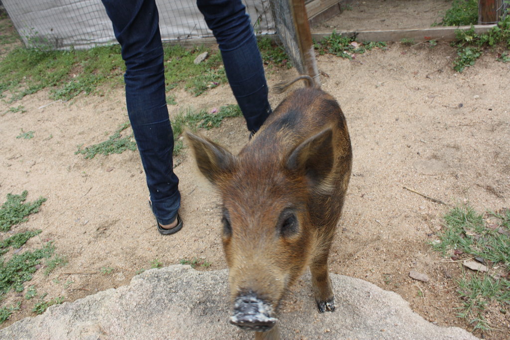Give our Bushpig 'Herbie' a new home