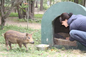 Give our Bushpig 'Herbie' a new home