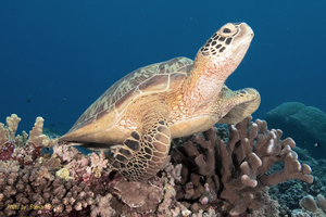 Greensea Turtle by Stewart Sy