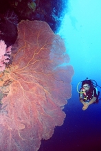 Diver with Seafan photo by Yvette Lee