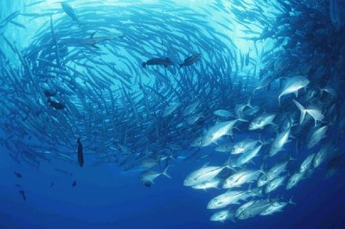Protecting the 32,000-Hectare Tubbataha Reefs