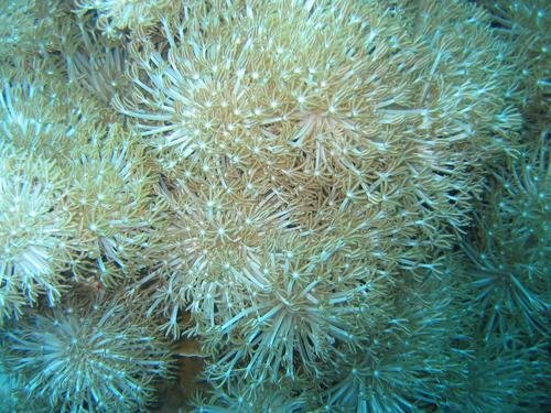 Protecting the 32,000-Hectare Tubbataha Reefs