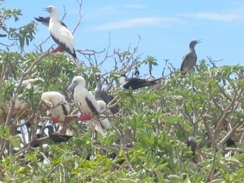 Protecting the 32,000-Hectare Tubbataha Reefs