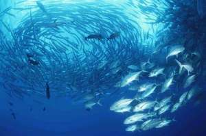 Jacks and Barracudas