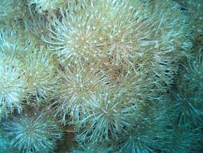 Goniopora