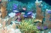 Protecting the 32,000-Hectare Tubbataha Reefs