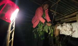 Feeding goat with the help of solar lamp