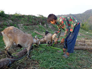 Milan taking care of Goat as an income of family