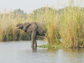 African Elephant