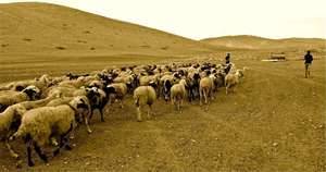 Livestock belonging to Traditional Herders