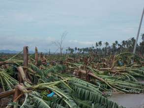 Banana Plantation Devastated