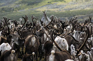 Reindeer herd
