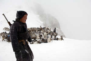 Reindeer herder