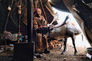 Reindeer in teepee