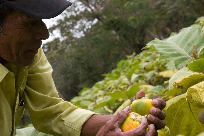 Support Sustainability for Latin American Farmers