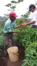 Nicaraguan Farmers
