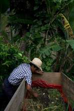 Mexico farmer hard at work
