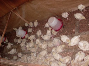 Chick at the breeding room