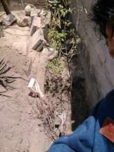 Planting trees to help our lungs amidst pollution