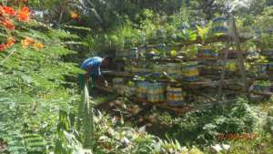 The centre's urban vegetable garden