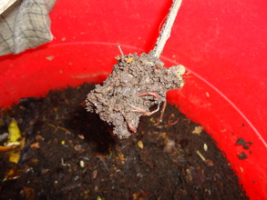 Healthy Worms With Good Fertilizer Potential
