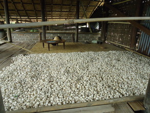 Garlic Produced with Vermiculture Fertilizer